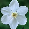 Narcissus